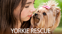 Yorkie Rescue, The Yorkshire Terrier Club of America